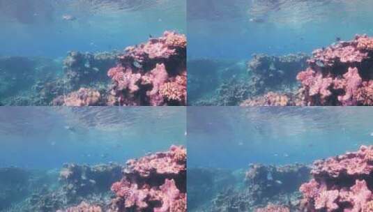海洋底下的暗礁高清在线视频素材下载