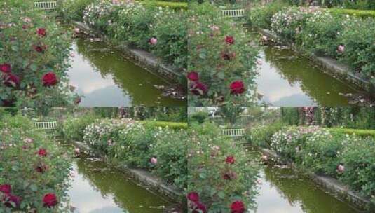 花园园艺园林月季园玫瑰花池塘溪水倒影高清在线视频素材下载