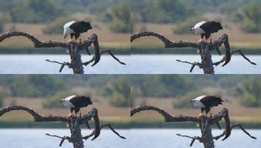 老鹰在树枝上吃鱼高清在线视频素材下载