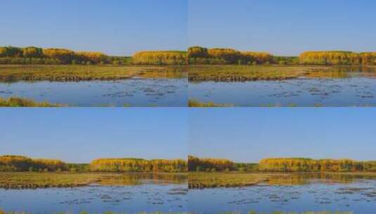 佳木斯抚远田野树林金黄色秋景自然风光高清在线视频素材下载