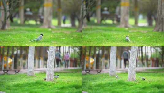 公园里的喜鹊高清在线视频素材下载