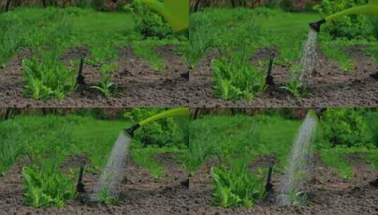 给花园里的植物浇水高清在线视频素材下载