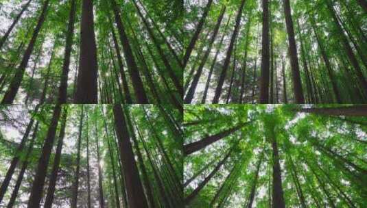 茂密的树林-阳光森林-原始森林高清在线视频素材下载