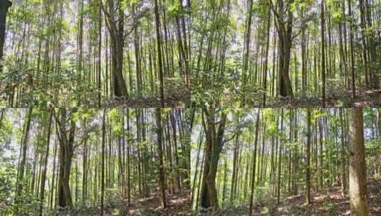 杉木王百年老树高清在线视频素材下载