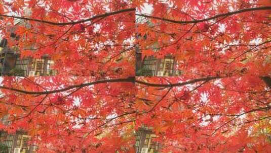 自然秋天红色的枫叶鸡爪槭高清在线视频素材下载