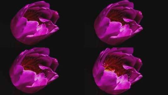 一朵粉红鲜艳的花朵绽放开放过程延时高清在线视频素材下载