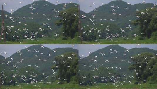 成群白鹭在飞翔高清在线视频素材下载