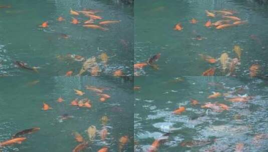 杭州西湖景区花港观鱼雨天高清在线视频素材下载