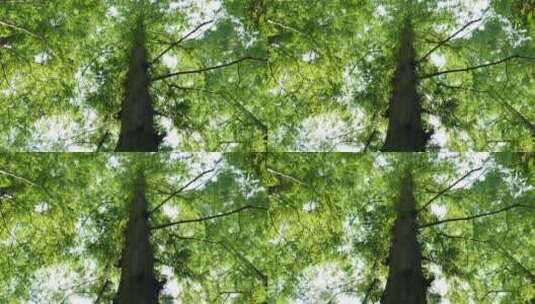 绿色环保森林树林参天大树高清在线视频素材下载