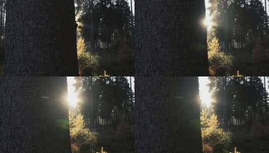 秋天大自然下的森林树木高清在线视频素材下载