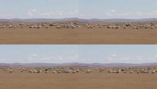 内蒙古秋天的羊群高清在线视频素材下载