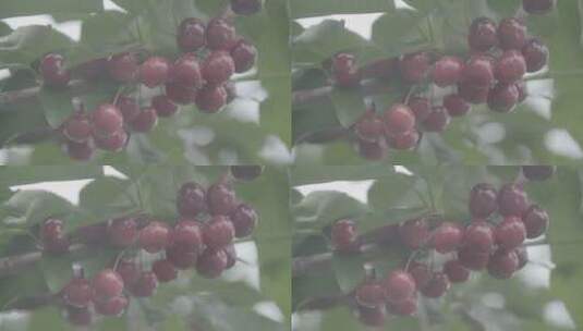 长满树干的成熟樱桃LOG高清在线视频素材下载