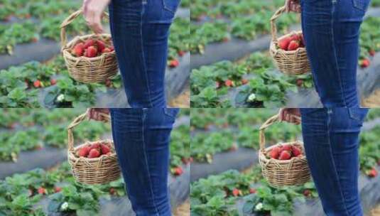 草莓园里的新鲜草莓高清在线视频素材下载