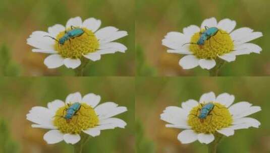 两斑蜘蛛甲虫坐在盛开的花朵上高清在线视频素材下载
