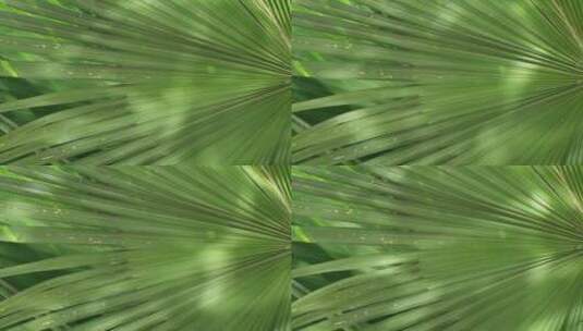 波光粼粼的棕榈叶片空镜头高清在线视频素材下载