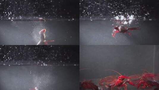 【升格】慢放的水中小龙虾高清在线视频素材下载