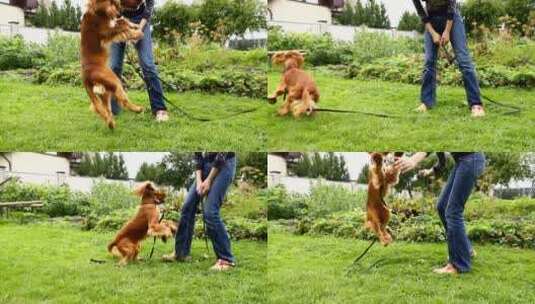 英国可卡犬在花园里玩高清在线视频素材下载