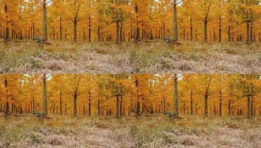 银杏树林，秋天黄色高清在线视频素材下载