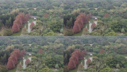 广州华南植物园航拍高清在线视频素材下载