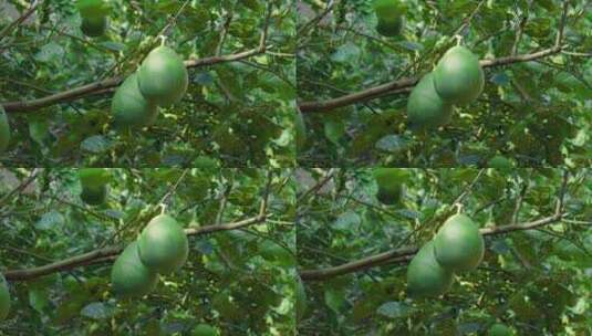 树上的柚子高清在线视频素材下载
