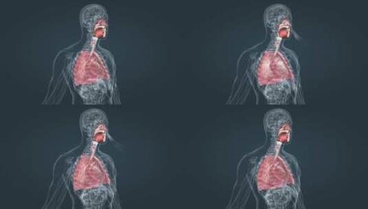 鼻腔咽器官呼吸肺医学人体器官特效三维动画高清在线视频素材下载