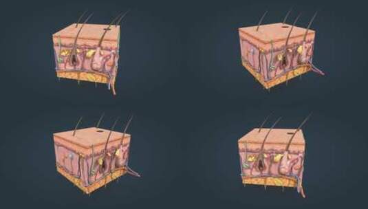 医学 三维 动画 皮肤 皮下组织 皮脂腺高清在线视频素材下载