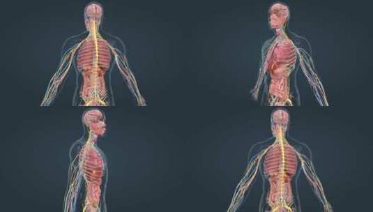人体器官心血管心跳循环系统三维动画高清在线视频素材下载