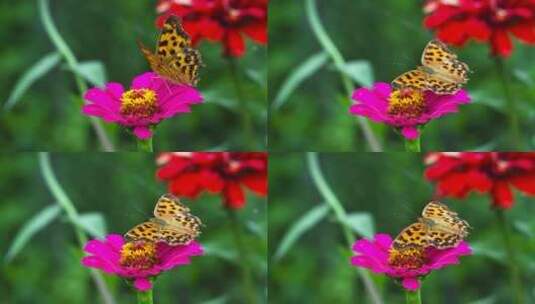鲜花蝴蝶高清在线视频素材下载