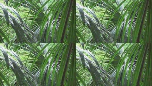 棕榈叶的特写镜头 高清在线视频素材下载