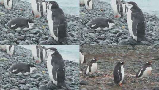 一群可爱的企鹅高清在线视频素材下载