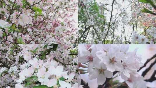 春天湖边樱花盛开高清在线视频素材下载