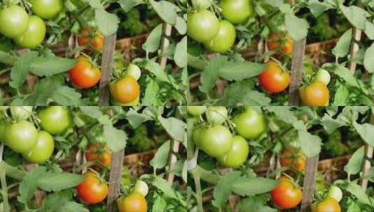 果园种植的有机番茄高清在线视频素材下载