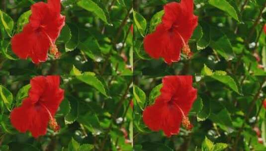 红色的芙蓉花 (2)高清在线视频素材下载