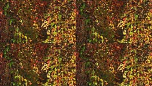 微风吹过泛红的树叶高清在线视频素材下载