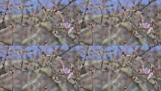 初春清晨孤零零的桃花。高清在线视频素材下载
