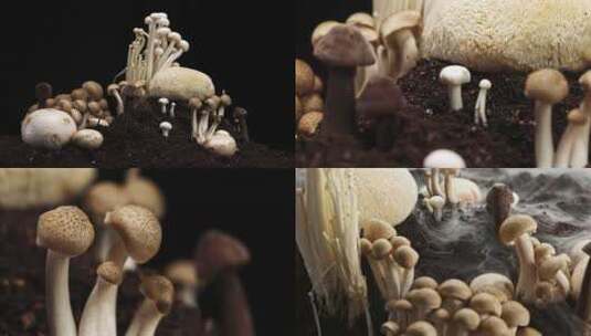 蘑菇集合调色 合集高清在线视频素材下载