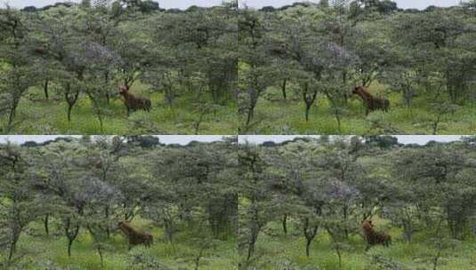 森林中的鬣狗高清在线视频素材下载