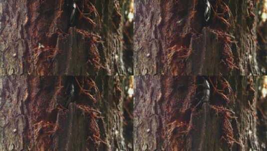 甲虫树干上钻洞吃树皮特写虫害高清在线视频素材下载
