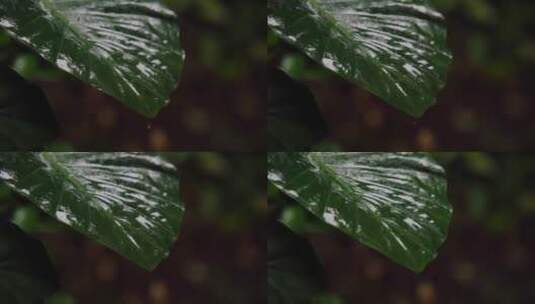 慢镜头-雨滴落在雨林绿叶上唯美空镜高清在线视频素材下载