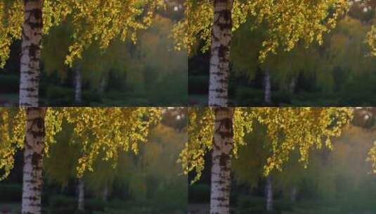 秋季阳光下摇曳的树叶高清在线视频素材下载