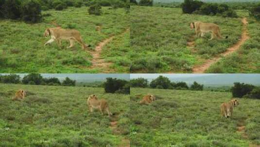 狮子 咆哮 自然公园 自然保护区高清在线视频素材下载