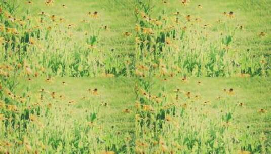 8k实拍草地上的花卉唯美空镜系列高清在线视频素材下载