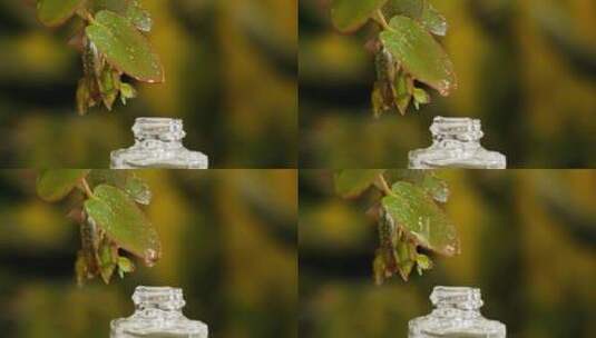 叶子上滴落的水滴高清在线视频素材下载