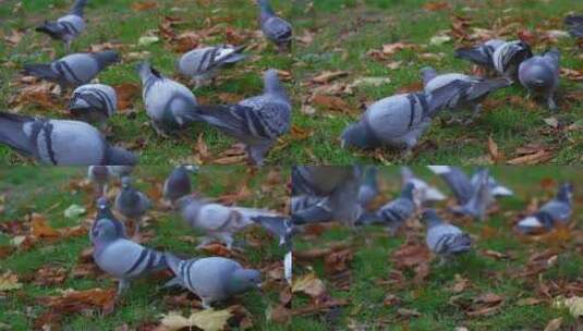 一群鸽子吃食高清在线视频素材下载