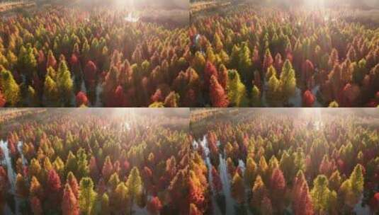 云南昆明秋天夕阳下的水杉红杉航拍4k高清在线视频素材下载