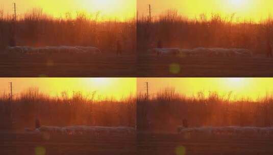 4K夕阳下的牧羊人-冬日暖阳中放羊实拍高清在线视频素材下载