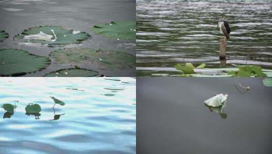 杭州西湖西泠桥荷叶4K视频合集高清在线视频素材下载