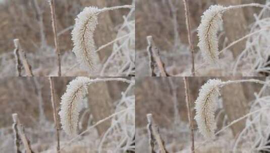 冬天落满霜的植物高清在线视频素材下载