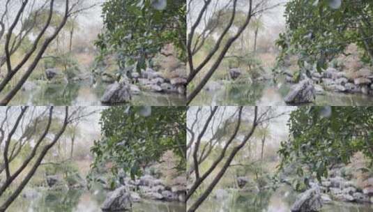 前景日间树叶绿叶后景湖池塘树林虚化4K高清在线视频素材下载