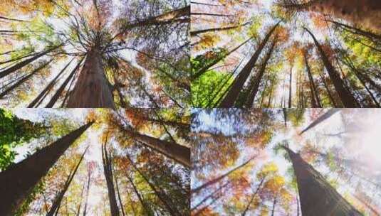 森林阳光生态环保树林高清在线视频素材下载